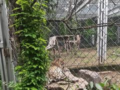 -合肥野生动物园