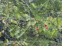 -天目山大树王景区