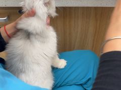 -德元·美联众合24小时动物医院(总院)