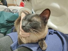 -藏猫猫咖啡主题馆(中央大道店)