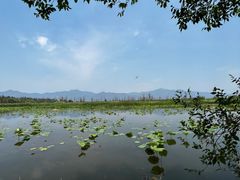 -野鸭湖国家湿地公园