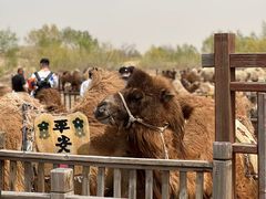 -玉龙沙湖景区