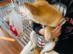 -瑞派动物医院·绝育·犬猫全科·预防医学(光景江南中店)