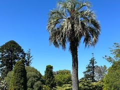 -墨尔本皇家植物园