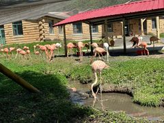 -哈尔滨北方森林动物园