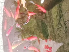 -老诚一锅羊蝎子(垡头店)