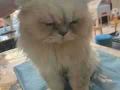 -平行世界·猫咖(首经贸店)