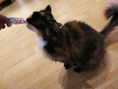 -藏猫猫咖啡主题馆(中央大道店)