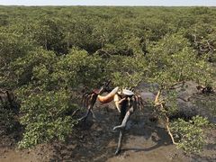 -北海金海湾红树林生态旅游区