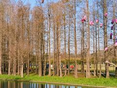 -上海共青森林公园