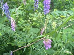 -吊水壶国家森林公园