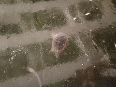 -南湖大桥
