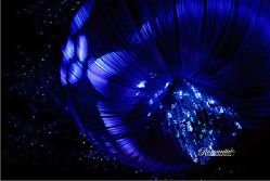 -光大会展中心国际大酒店-宴会厅