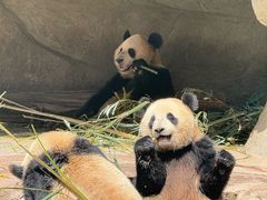 -中国大熊猫保护研究中心雅安碧峰峡基地