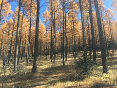 -塞罕坝国家级自然保护区