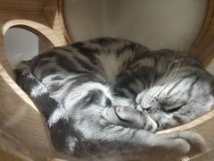 -猫和宫(六道口店)