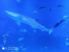 -烟台海昌鲸鲨海洋公园