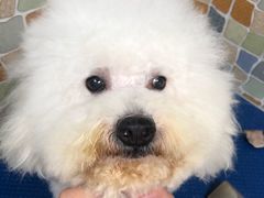 -宠颐生猫科·内科皮肤科(西平世纪城店)