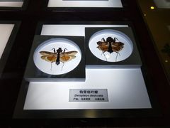 -上海昆虫博物馆