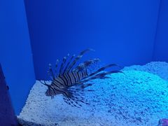 -上海海洋水族馆