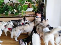 -Husky Go! 哈士奇体验馆·宠物咖啡厅狗咖