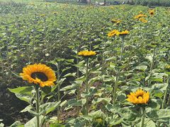 -桤木河湿地公园