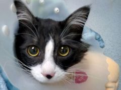 -达爱动物医院·犬猫分区·CT·复杂眼科(远洋山水分院)