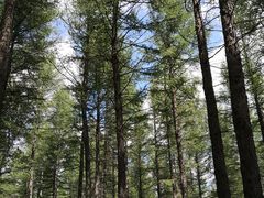 -塞罕坝国家级自然保护区