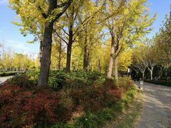 -黄兴公园