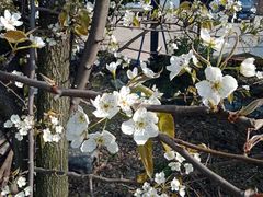 -胜丰草莓采摘园