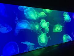 -成都浩海立方海洋公园