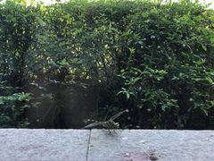 -湖畔居茶楼(湖滨店)
