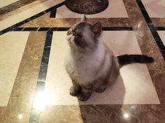 -猫色咖啡·猫咖