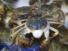 android_upload_pic-陈长荣生态大闸蟹(盐城店)