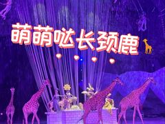 -广州长隆国际大马戏
