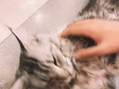 -猫小院猫主题餐厅(三里屯店)