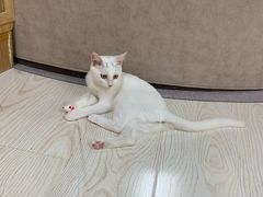 -猫和宫(六道口店)