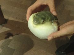 -肆月河豚·淮扬菜·湘菜(华天店)