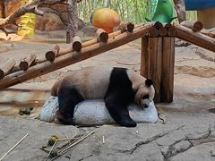-广州长隆野生动物世界