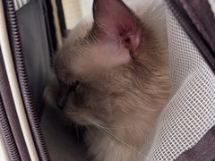 -瑞派福兴宠物医院犬猫全科·骨科·中西医结合(河东店)