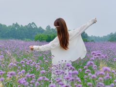 -空港花田景区