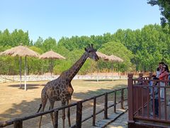 -北京野生动物园