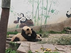 -中国大熊猫保护研究中心雅安碧峰峡基地