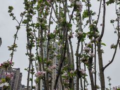 -洋湖国家湿地公园