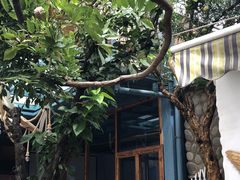 -喵屿·大理花园猫咖