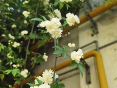 -老门东历史文化街区