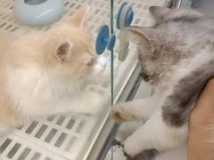 -lincat·猫舍(广州店)