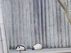 -成都大熊猫繁育研究基地