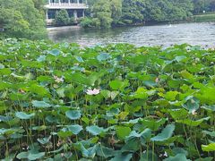 -荔湾湖公园