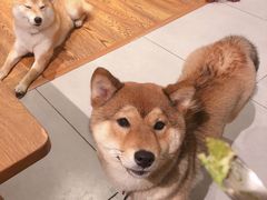 -柴务处·柴犬主题狗咖